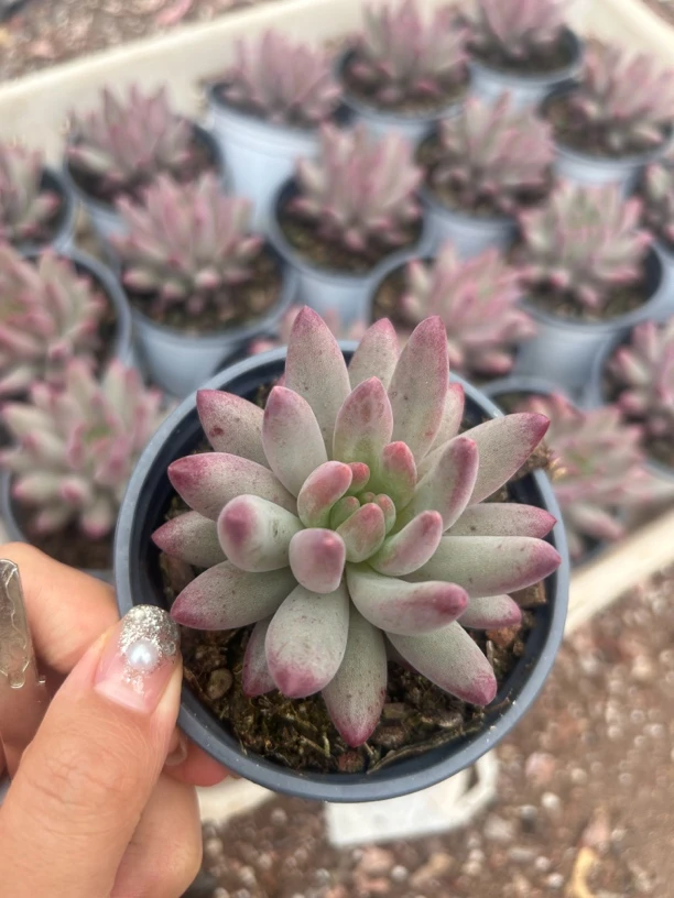 多肉 精品虞美人 单头5-6厘米 凑单不包邮