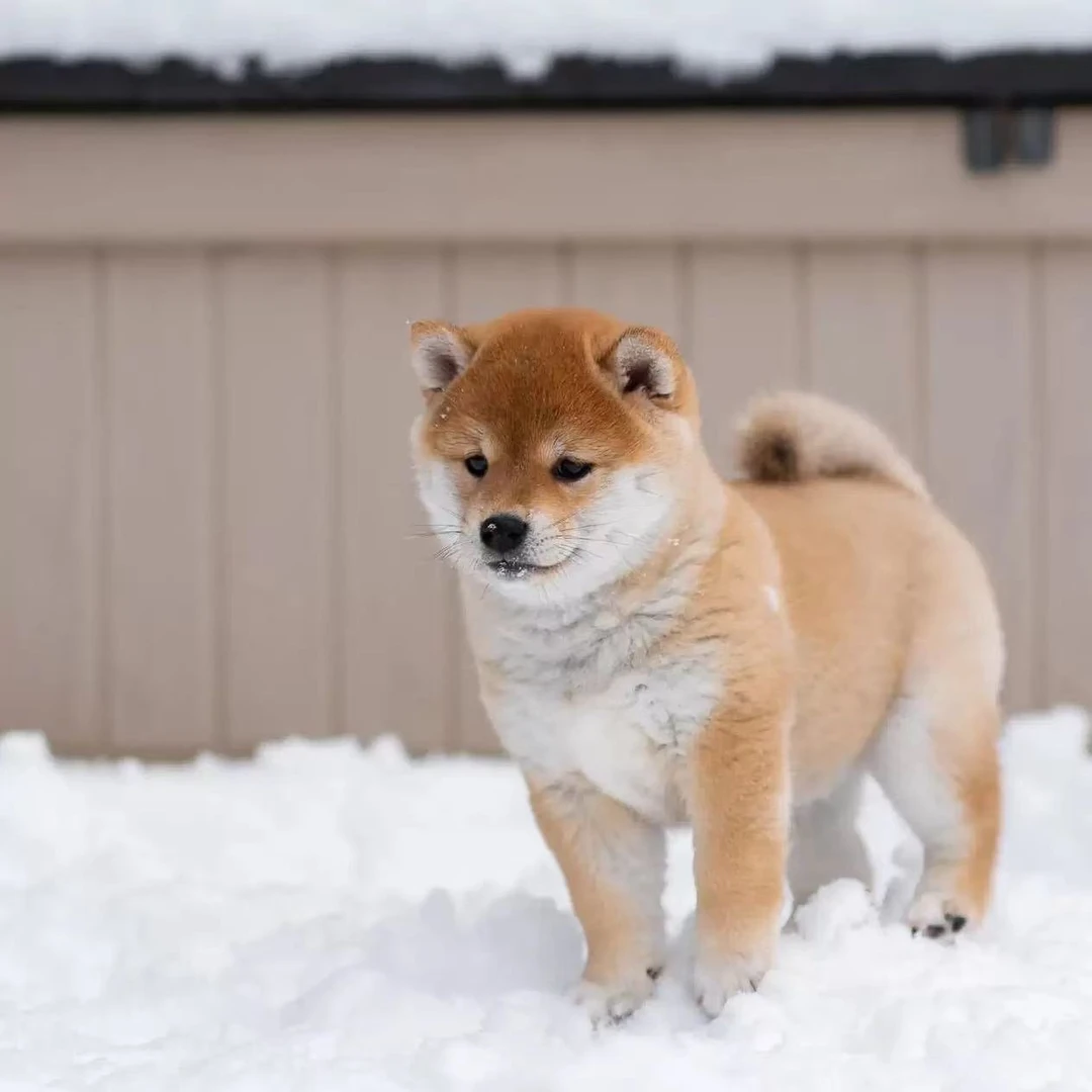 柚子柴犬 全国发货 JJ福建省