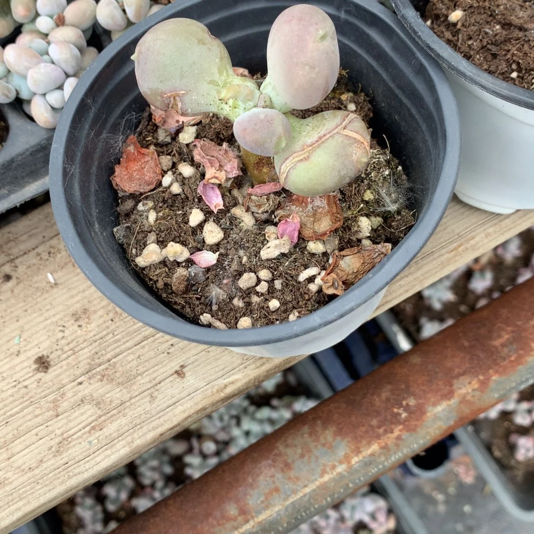 小屁桃奶酪多肉瑕疵