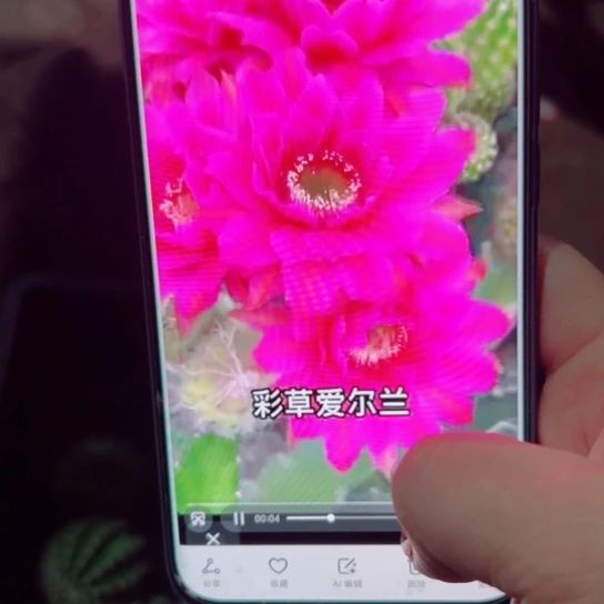 下36彩草爱尔兰歪无根侧芽4公分左右20包邮