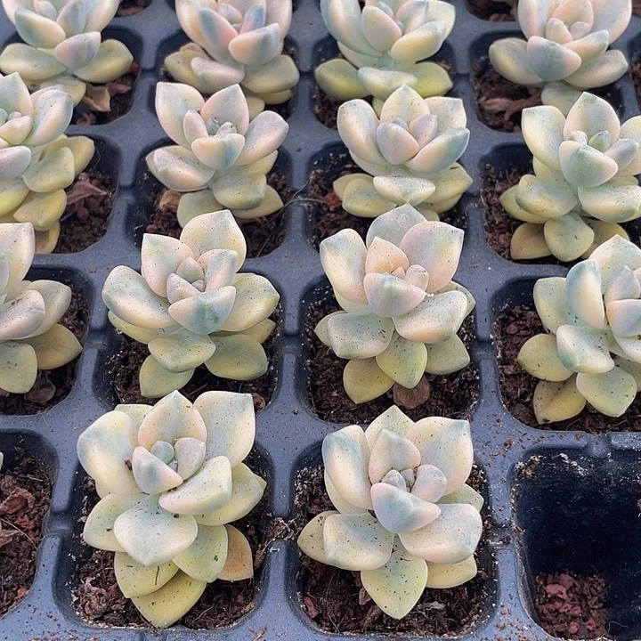 美杏锦1元带土发