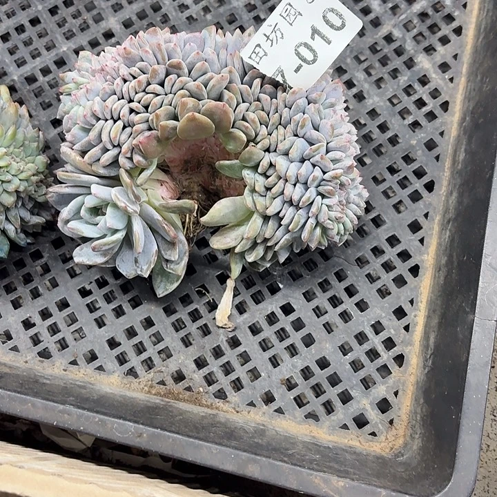 九***》17.010星影树缀一个