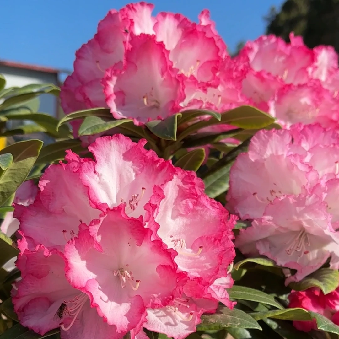 二月春半成品苗，原盆原土修剪发货不带花苞