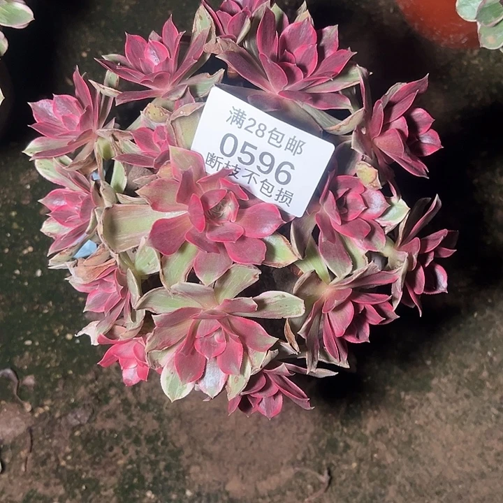 0596浣纱多肉植物