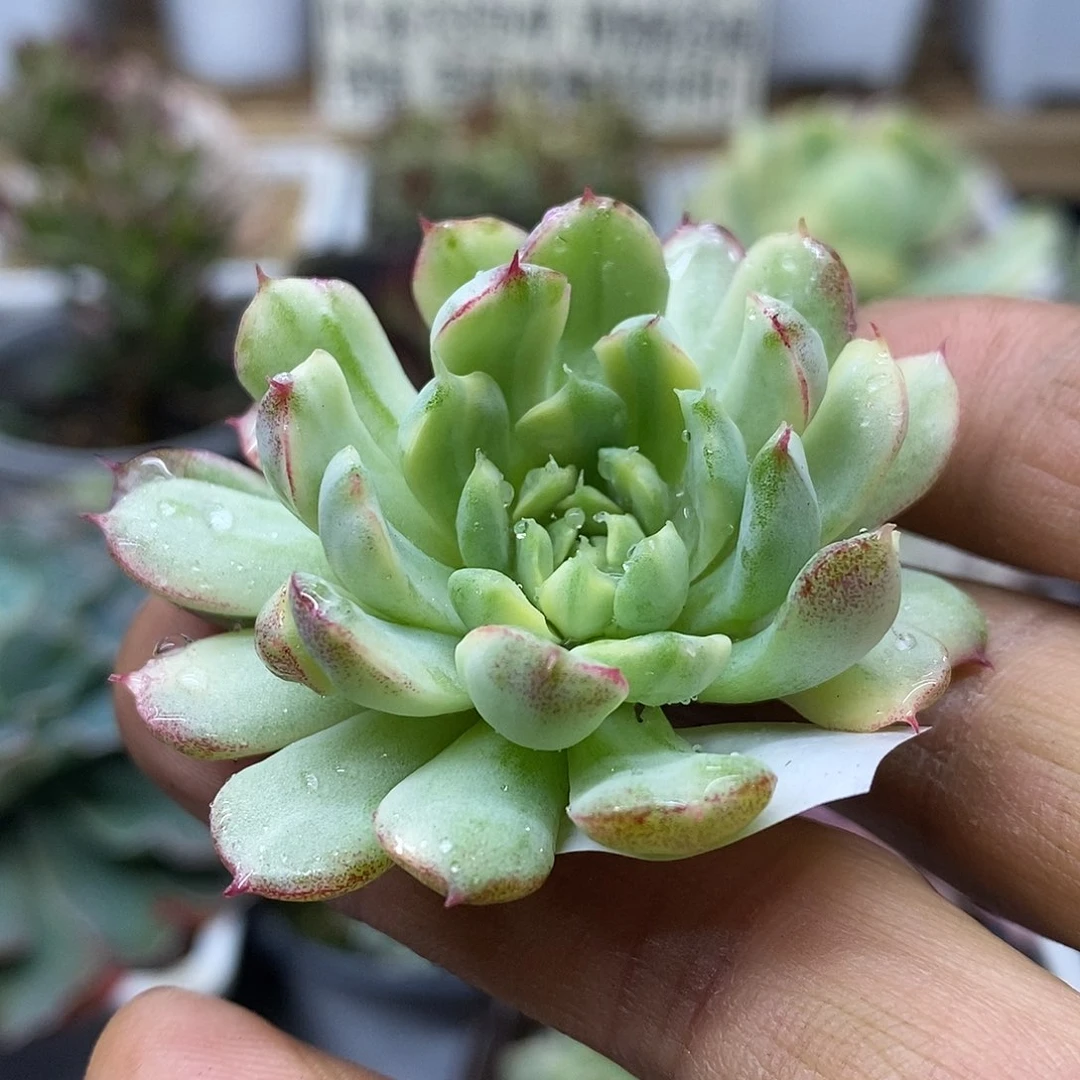 1396 薄荷花脸锦头盖 需延时发货