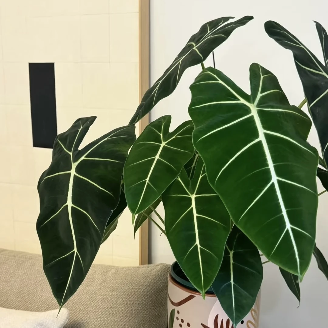 绿天鹅绒海芋盆栽网红绿植好养室内客厅办公室四季常青