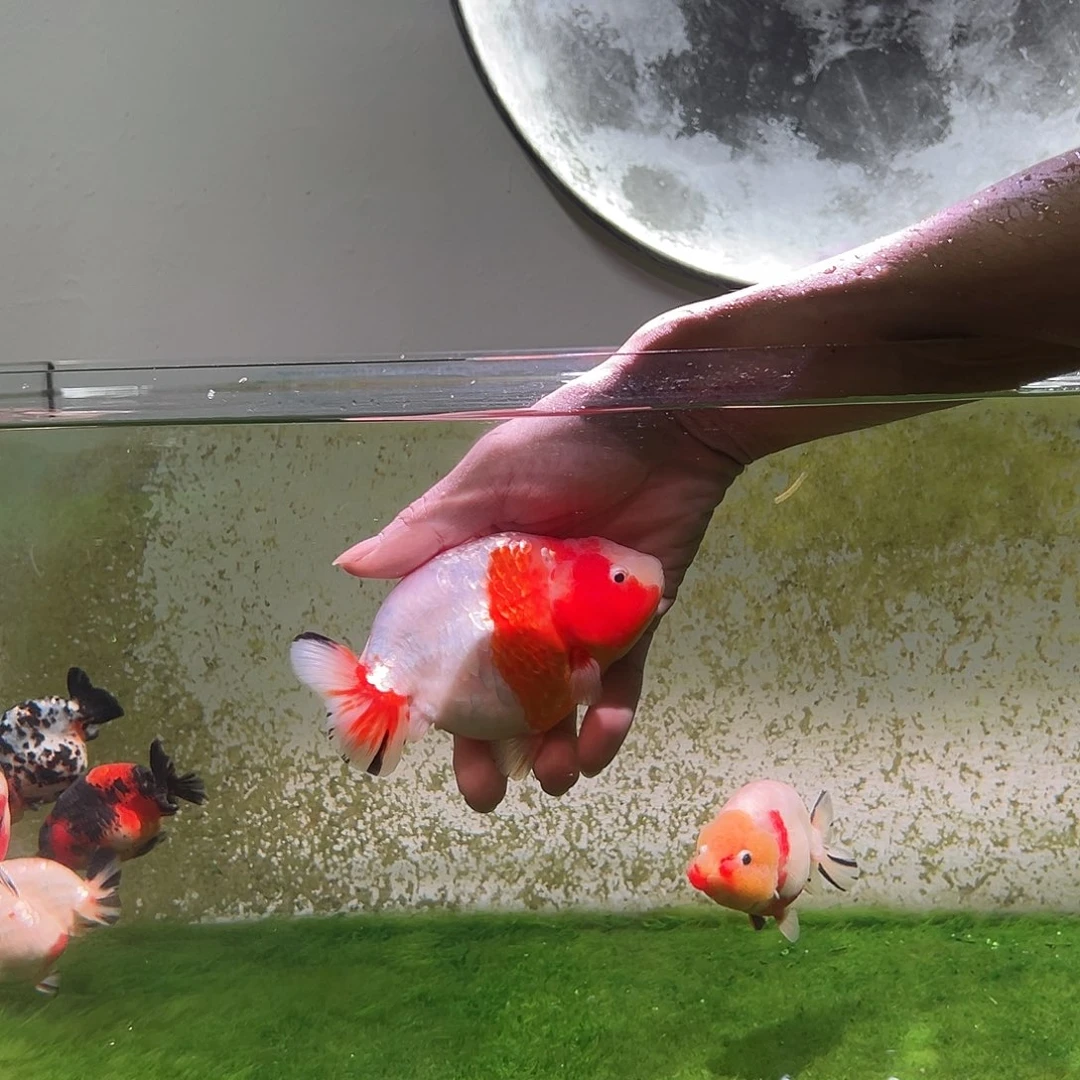 狮头鱼木木与兰寿特价