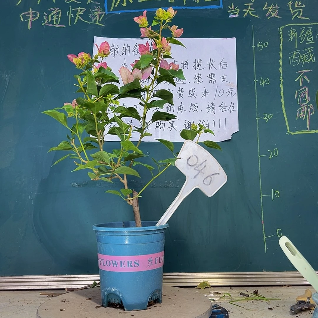 当前无花栽培后可以开花暗斑五宝 046