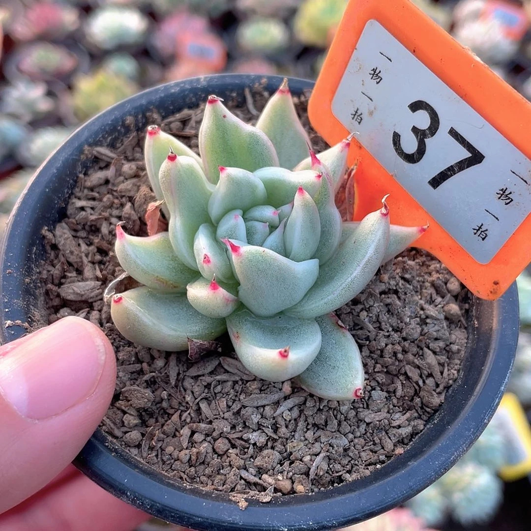 怪兽玛丽亚37号多肉