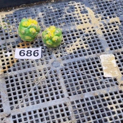 686像锦一物一图如图