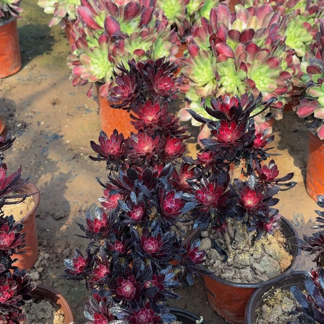 黑法锦9.9多肉植物