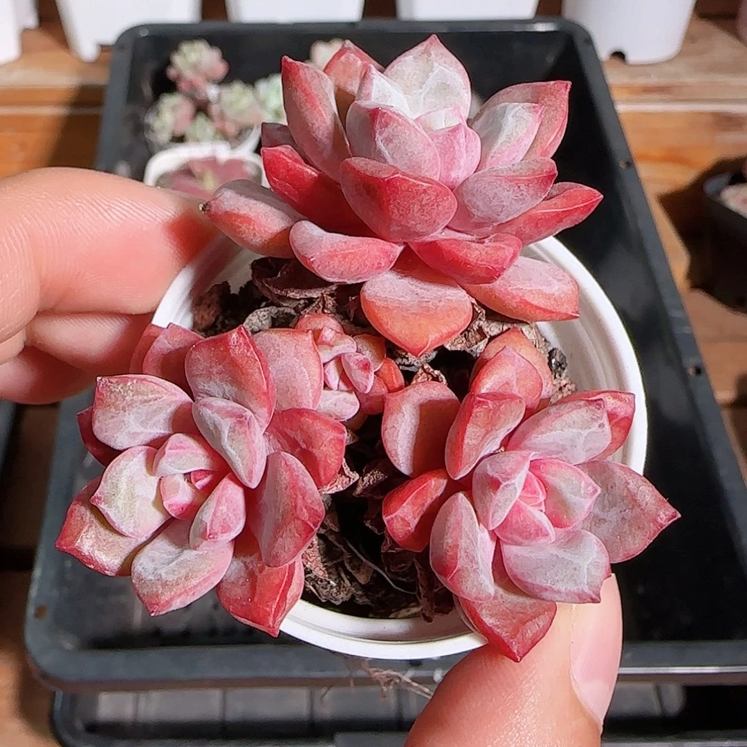 1108----560福利福利