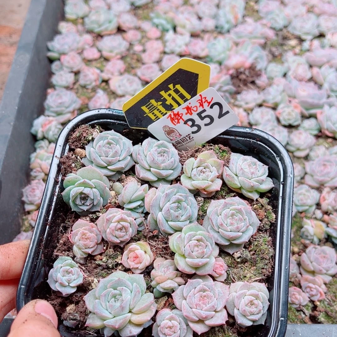 多肉植物多肉植物