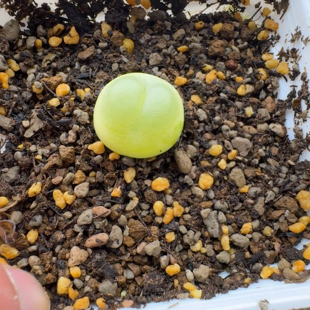 拉登1.7cm多肉。