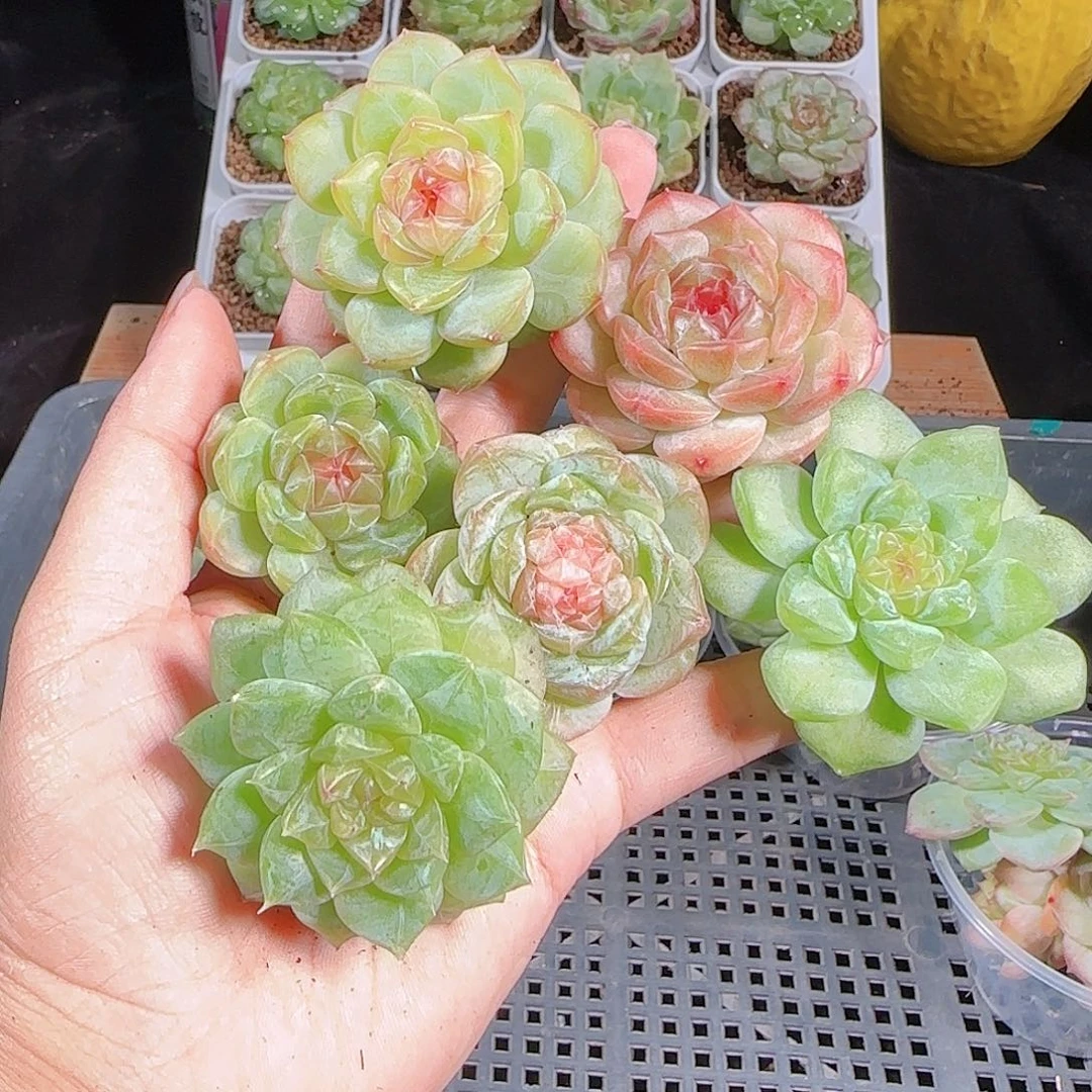 1004—197一物一拍