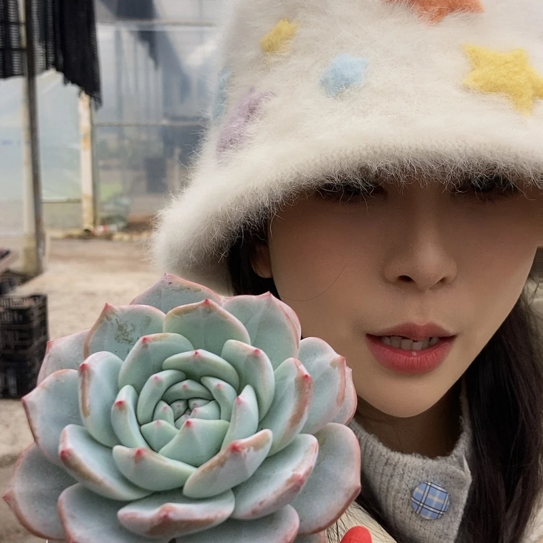 雪莲花单头随机发货