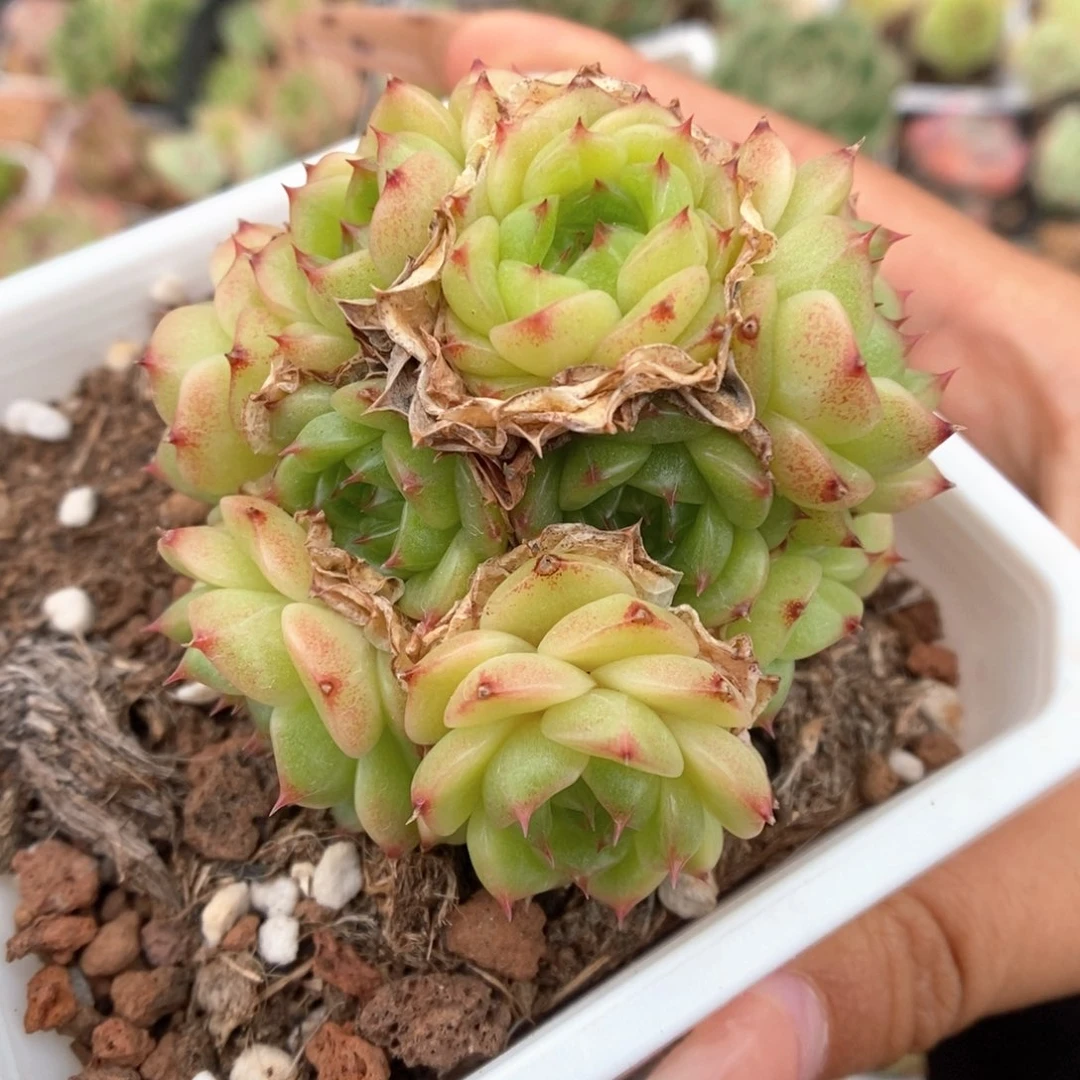 油透珍妮麦秆3639号