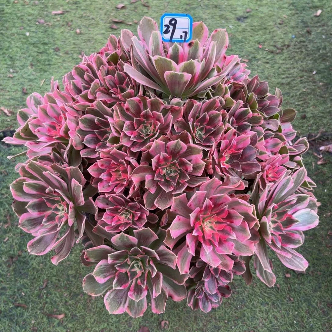 29男神法师多肉植物