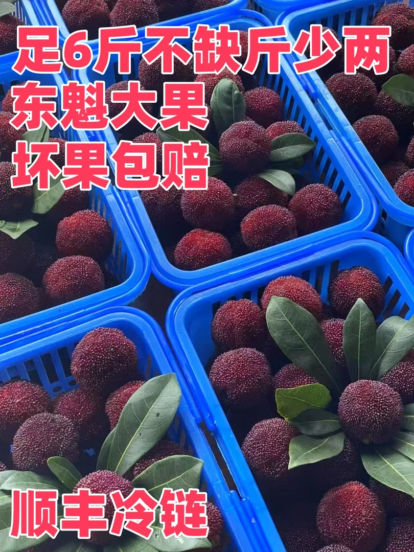 新鲜东魁杨梅产地现摘特大果酸甜可口现采现摘6斤整整两大篮 东魁
