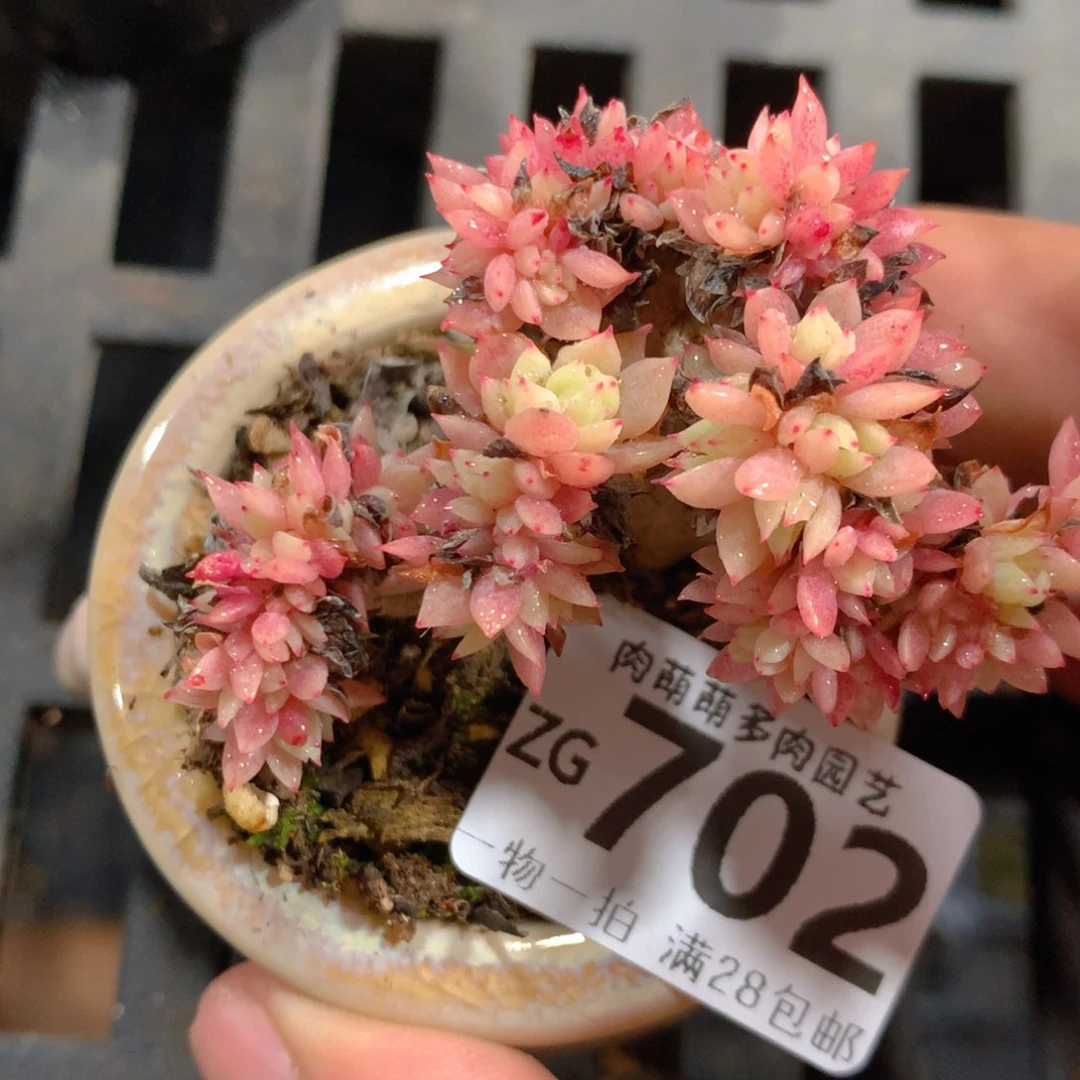 5CM拇指盆精控多肉ZG702
