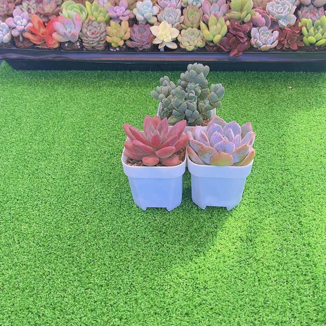 鹿角海棠桃花源橙梦露送盆土