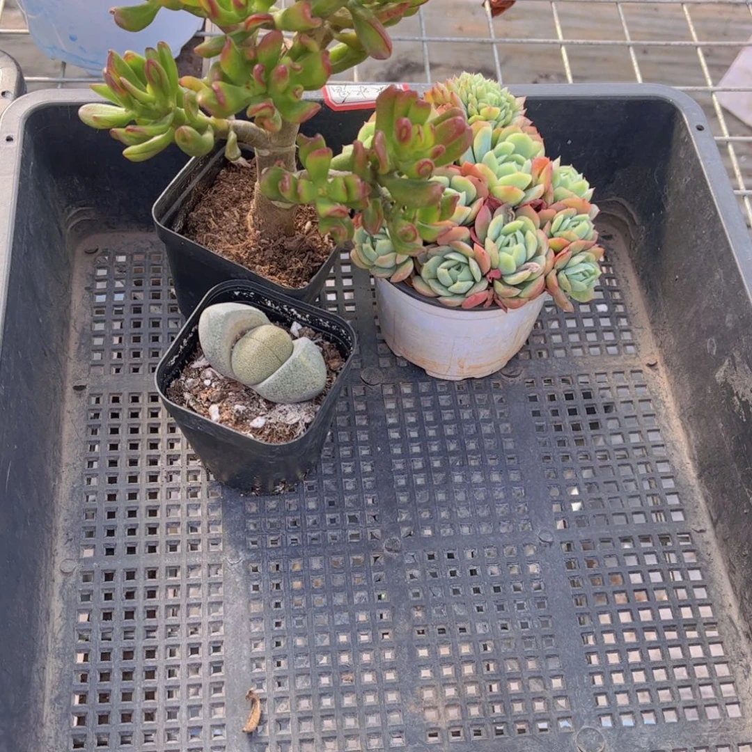 多肉923多肉植物，