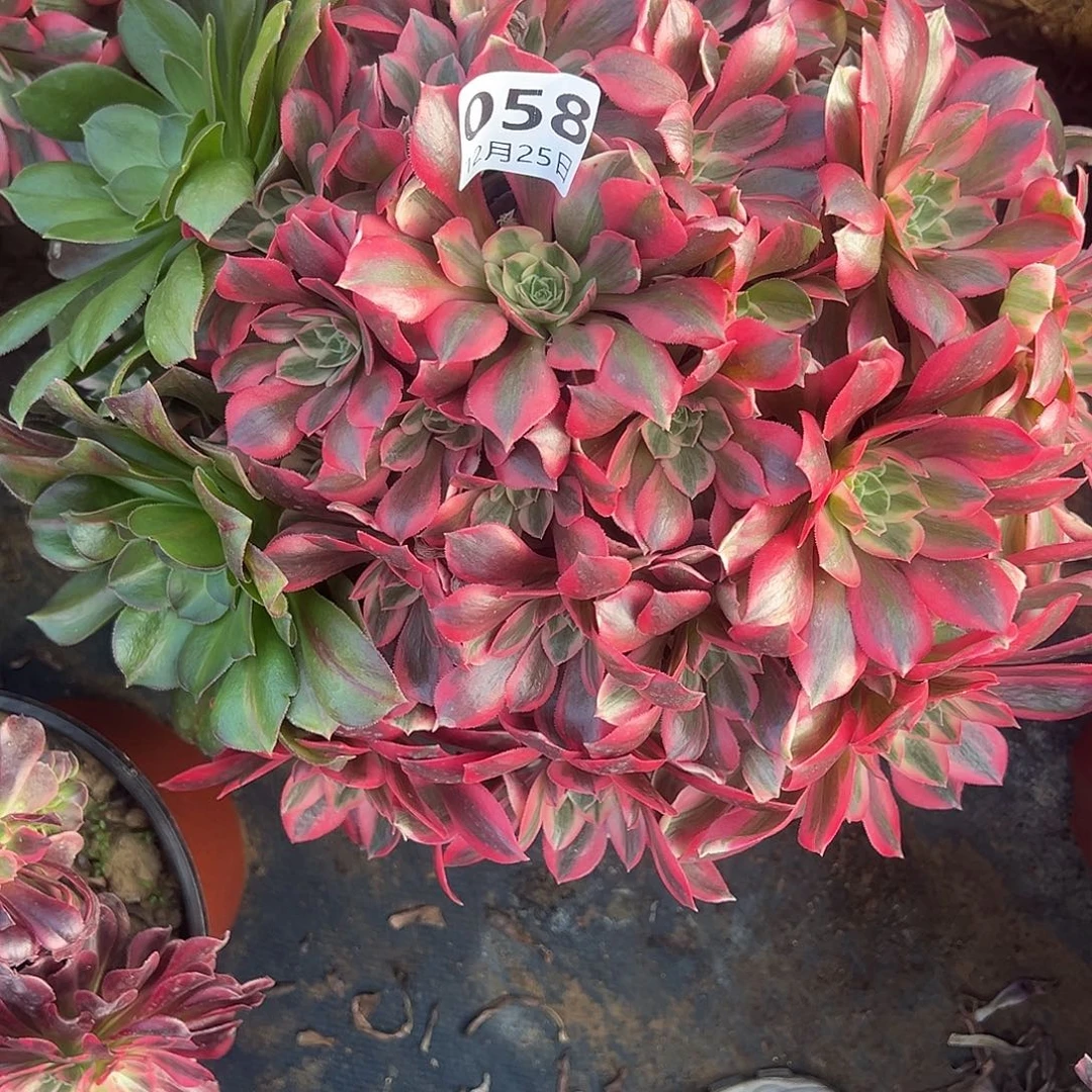 12.25-58女妖多肉植物