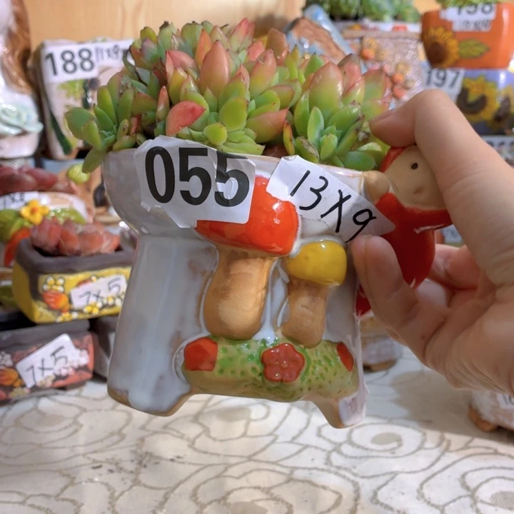 多肉花盆满15包邮，爱退款拉黑