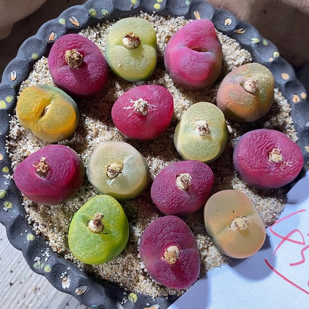 4340。 一组蟠桃。