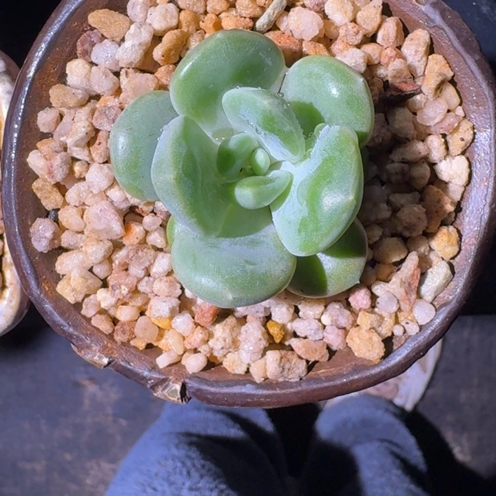 芒果冰 单头 一物一拍