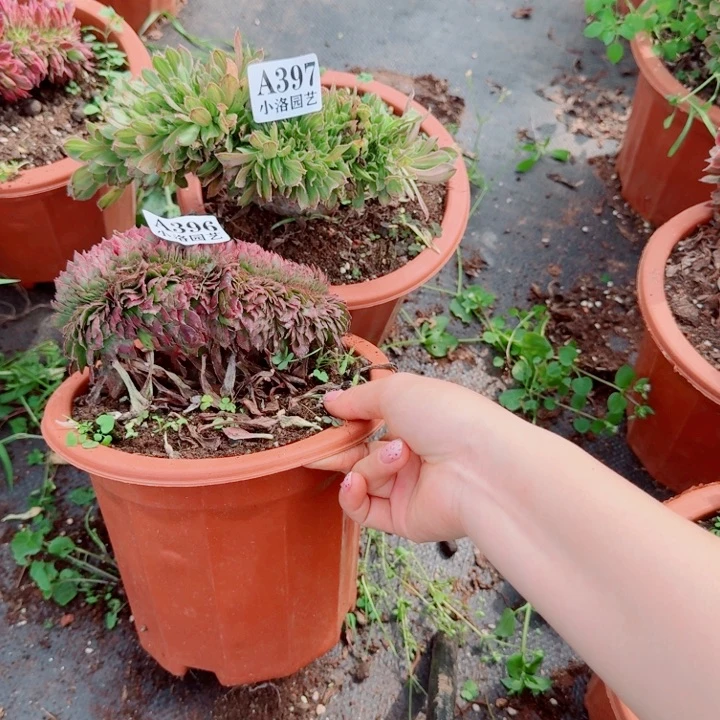 396 黑金刚缀化多肉植物