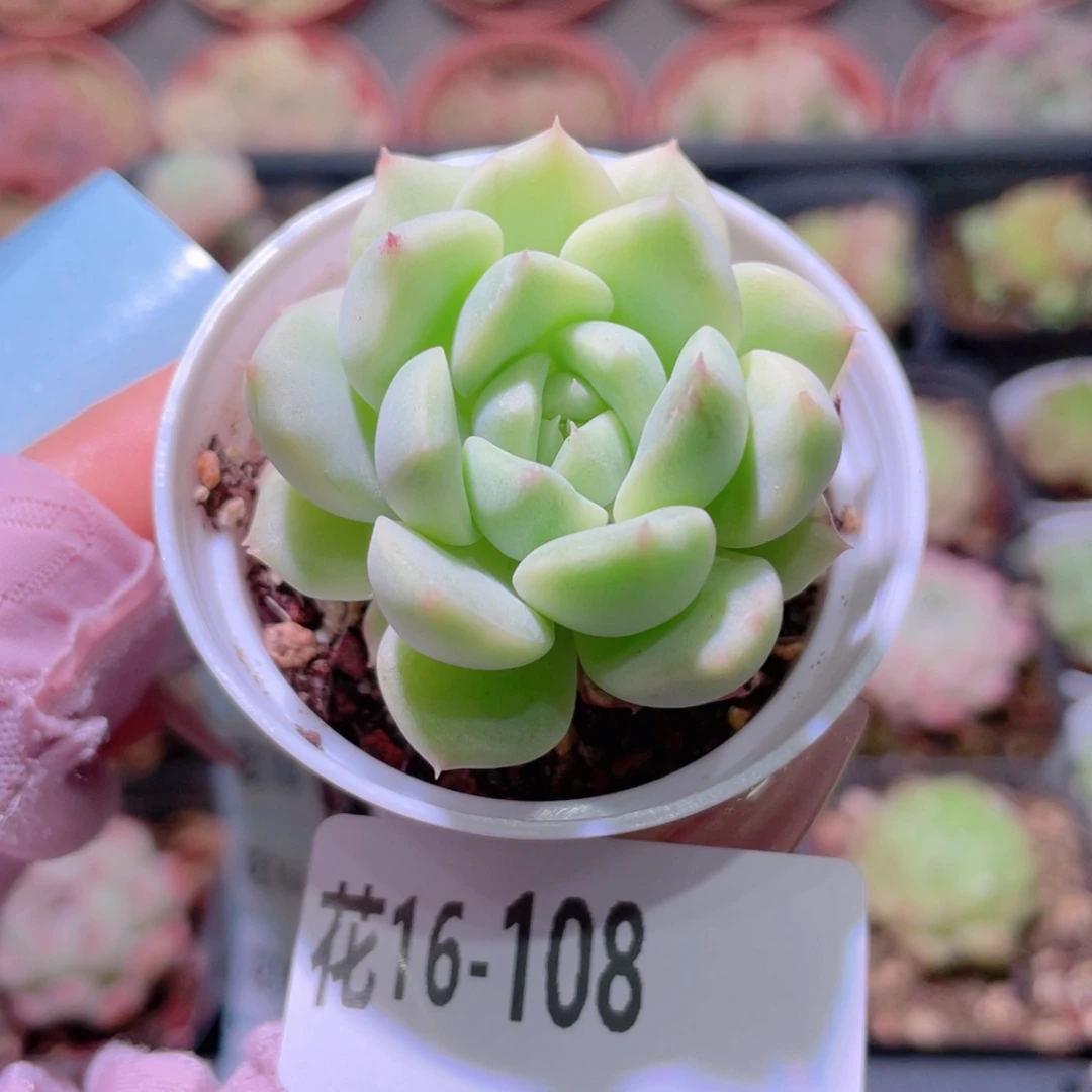 花利美16-108新品锦