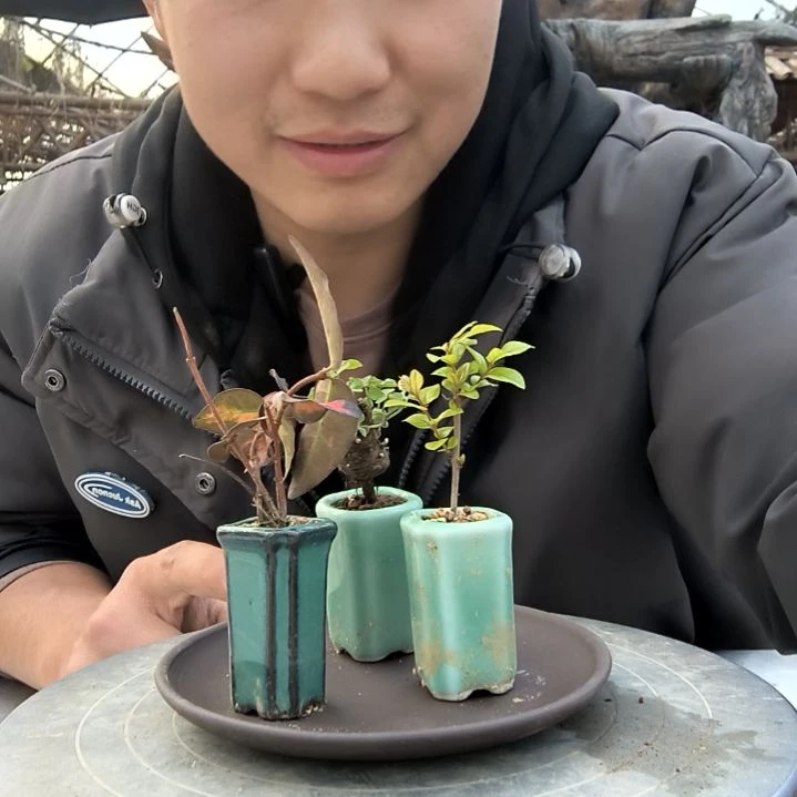 小***悠小盆景小植物一物一拍196