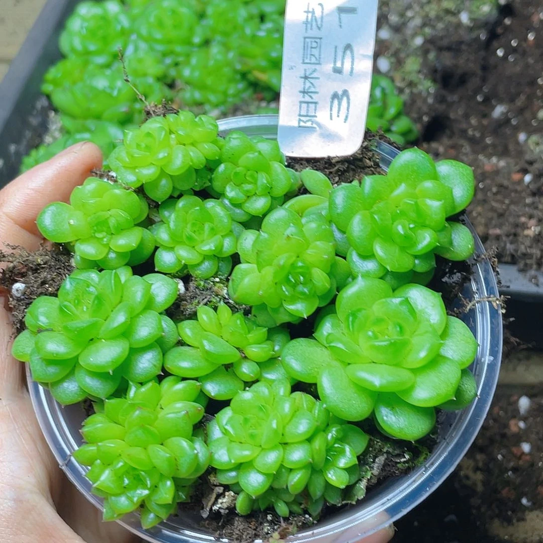 多肉植物多肉植物351