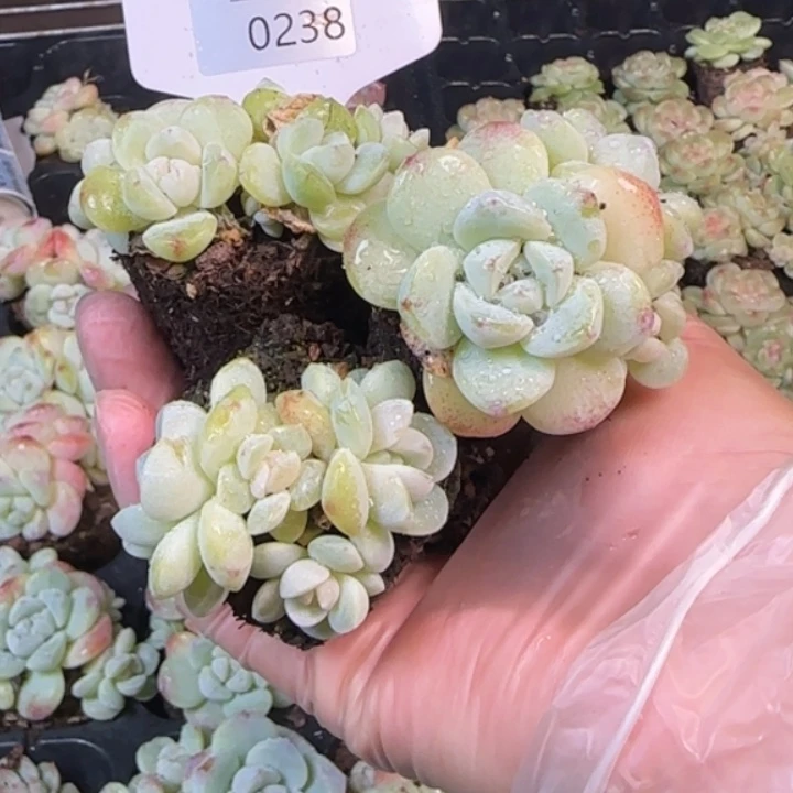 238号冰玉群不包整拍一发 3