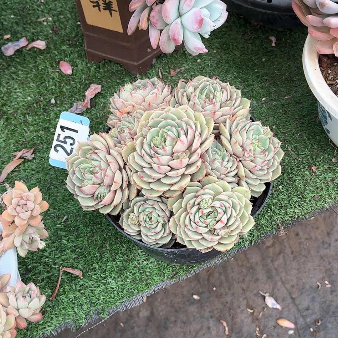 于*爷笨吧玫瑰多肉251