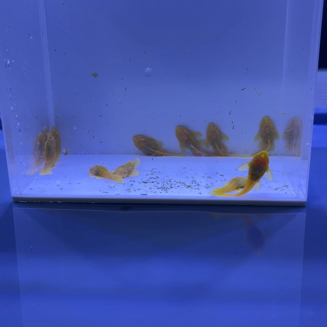 孔雀鱼胡子十条开箱视频报损