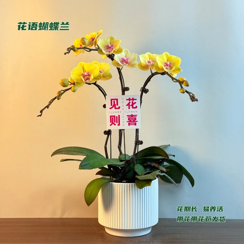 蝴蝶兰【永利黄金】 带花带花苞发货 室内客厅阳台花卉 好养易活