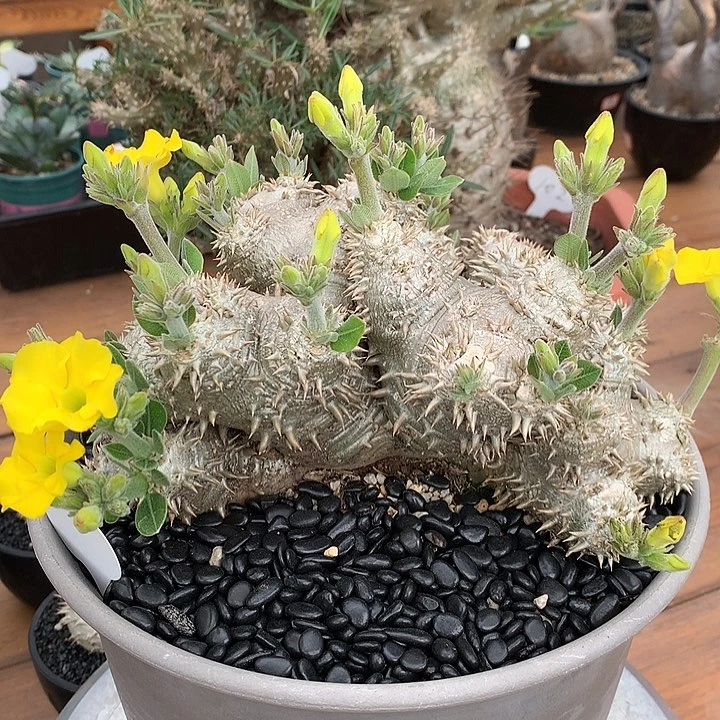 339惠比须笑28公分66666666666666