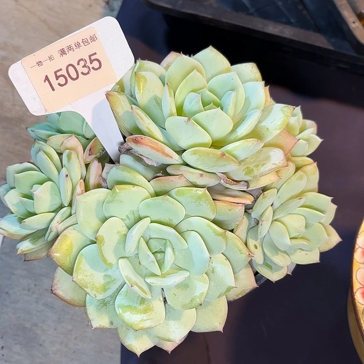 青**草恋曲一物一拍15035