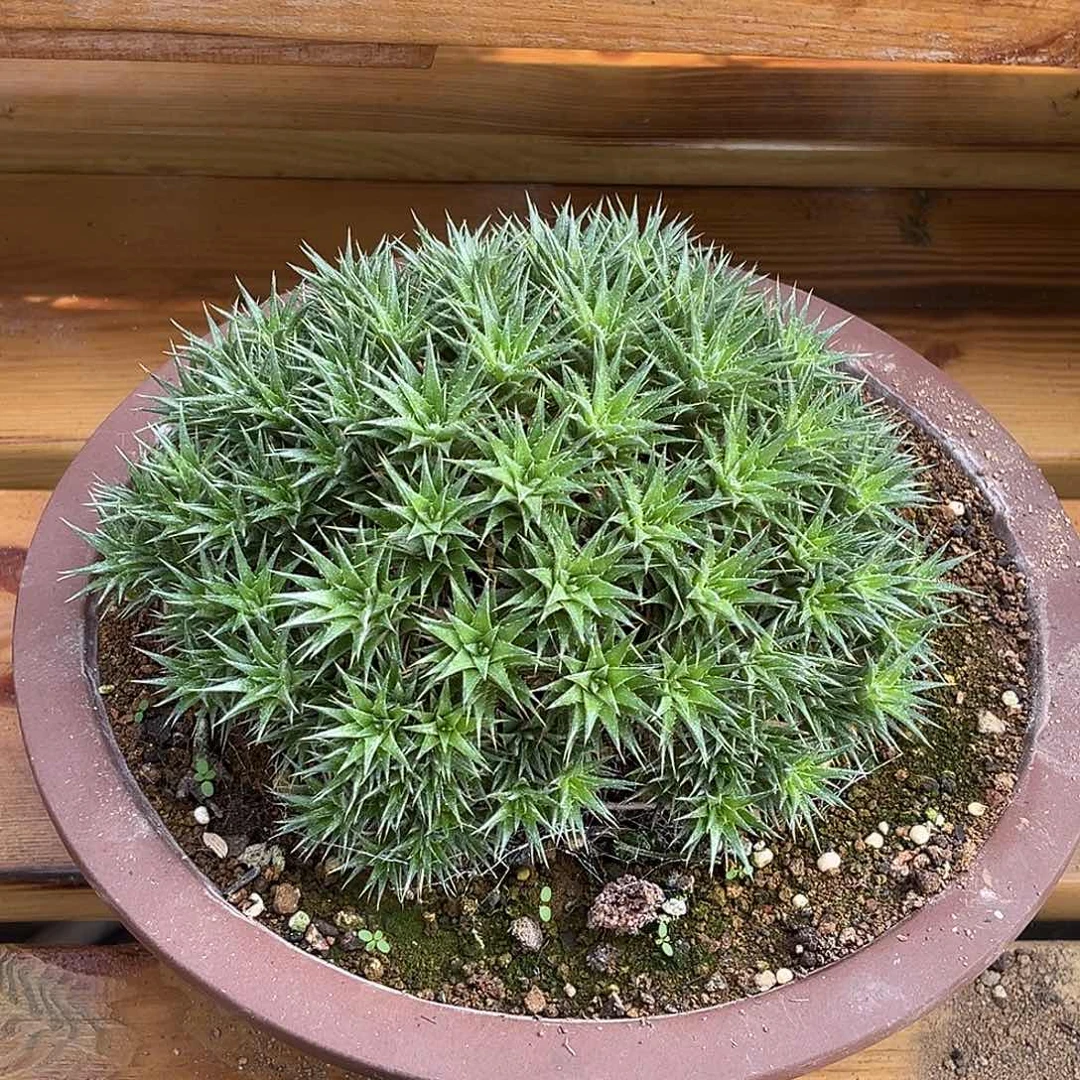 精品坨坨凤群，小山包造型