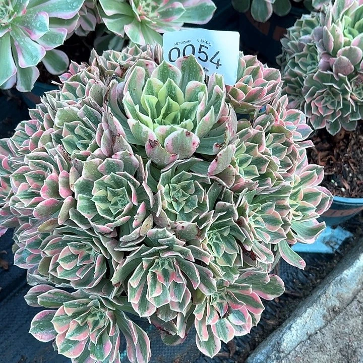 0054女妖多肉植物