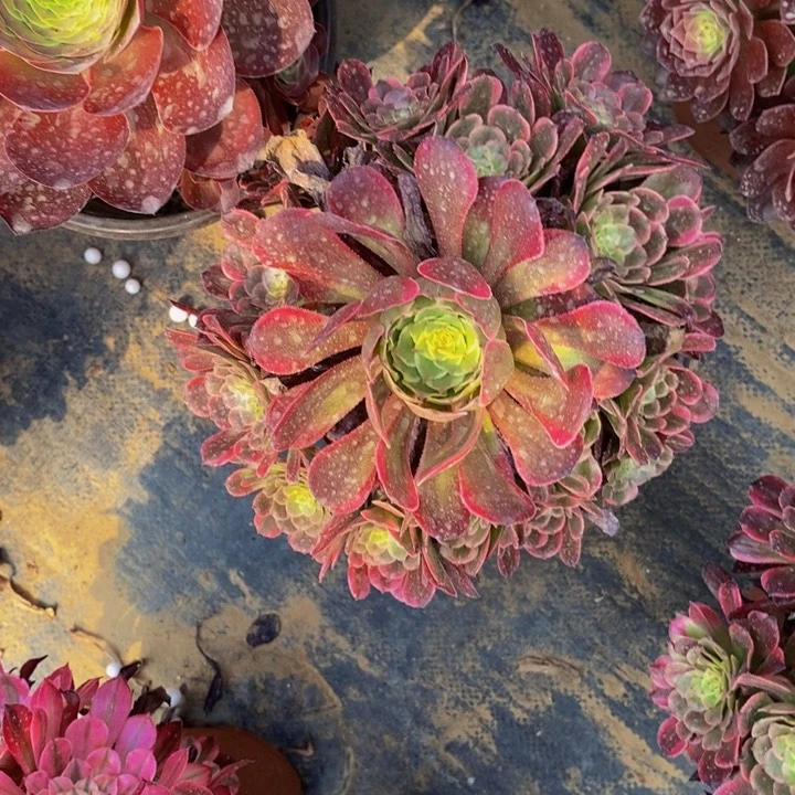 黑金刚手捧花11111