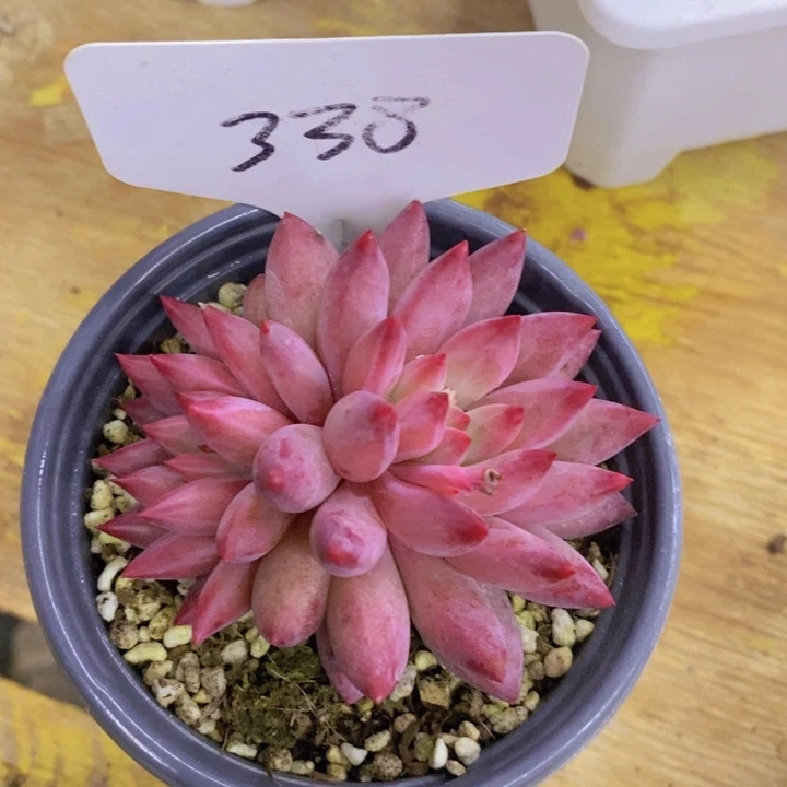 一***、多肉植物，开心多肉