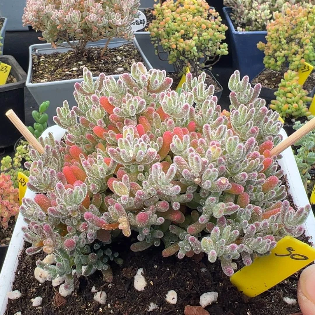 冰晶枝干50号11.5cm盆