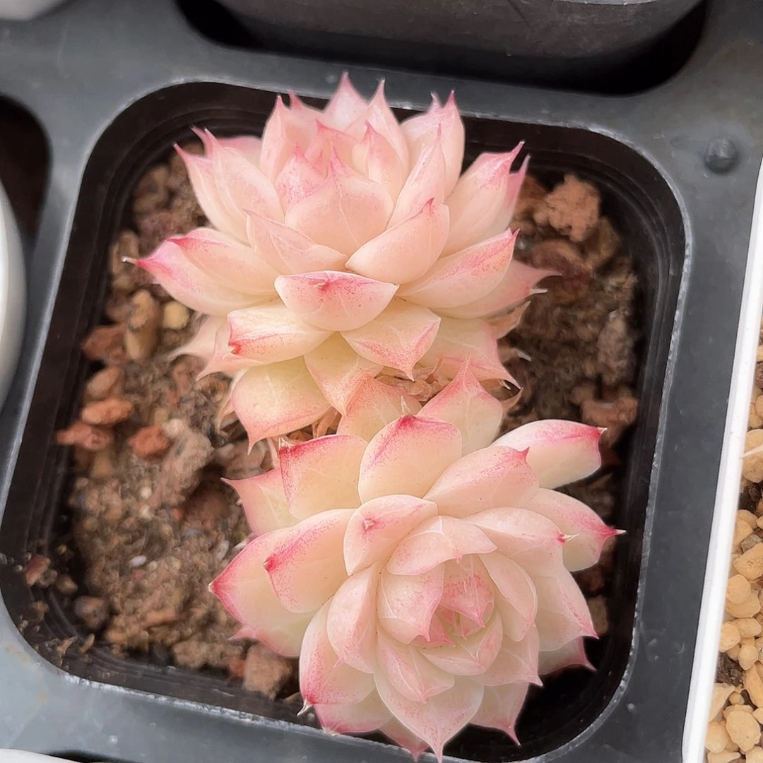 欢***海优选女王福利1024