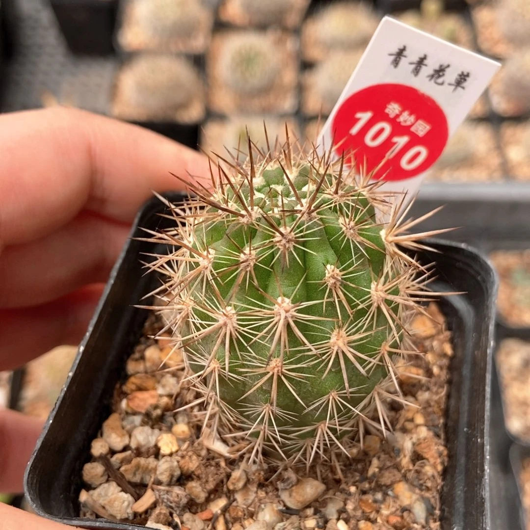 实生你龙丸3.6cm