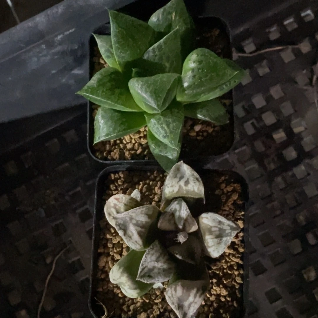 287 两颗一起 下播福利