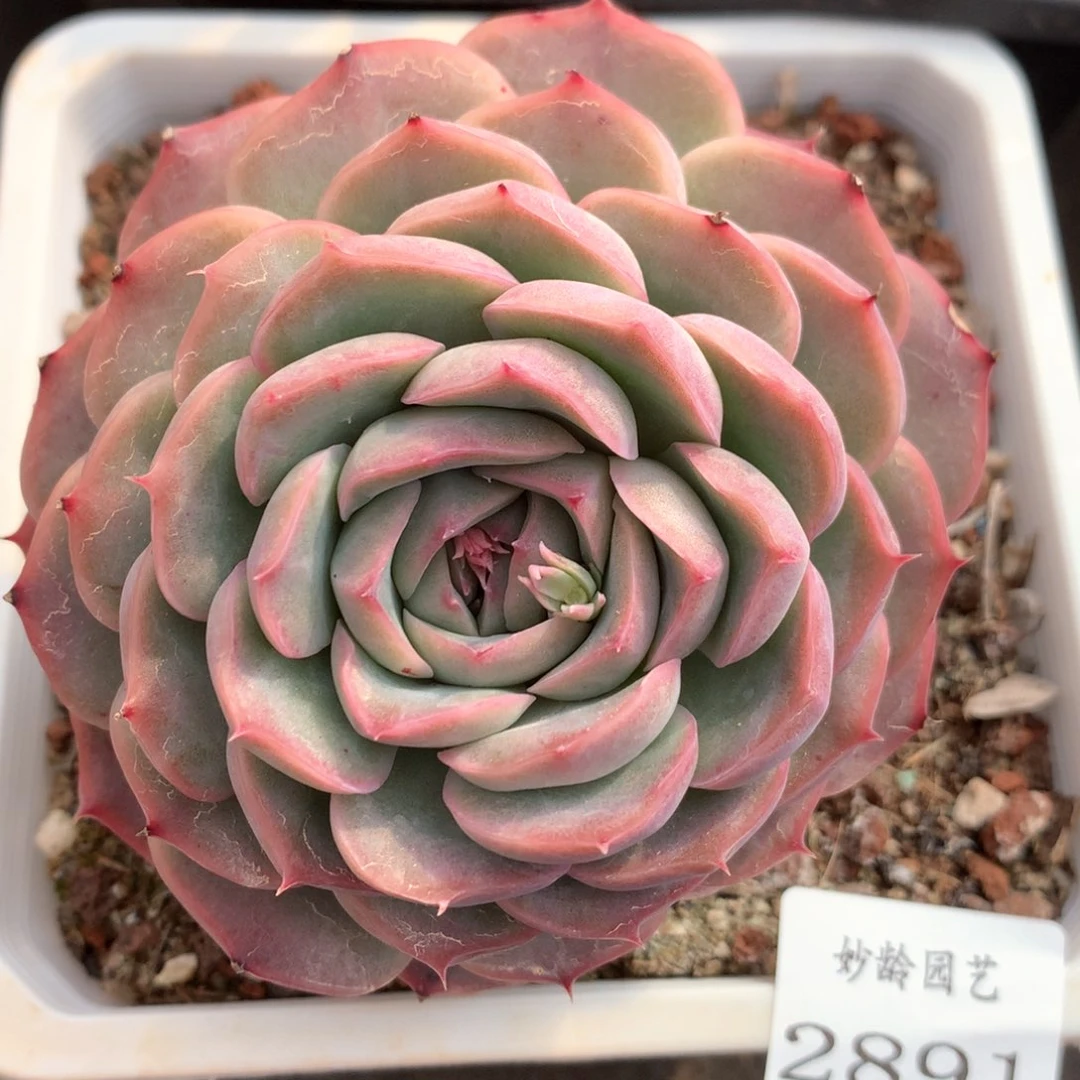 2891杂交多肉植物基地