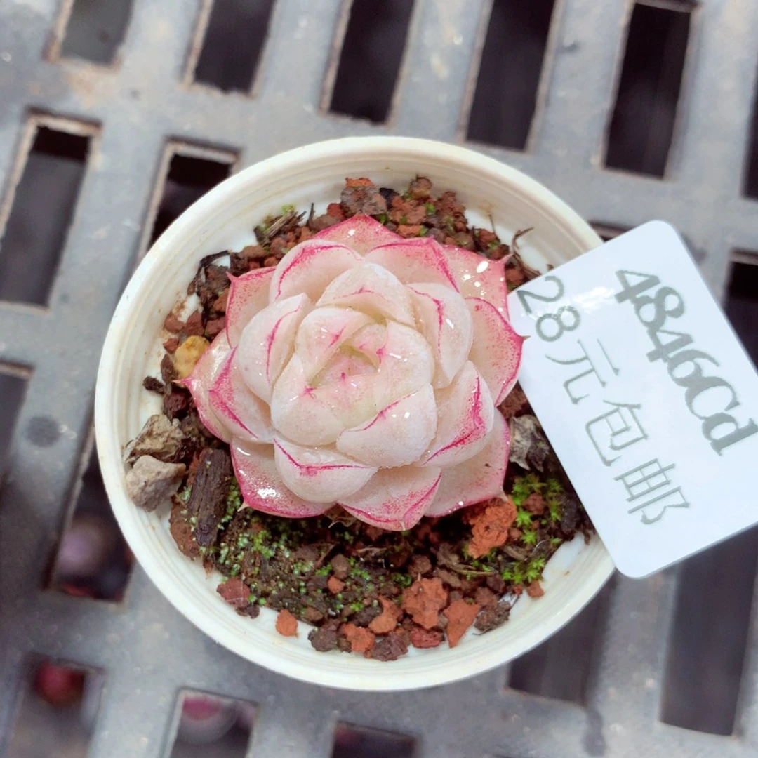 5厘米盆精控多肉4846